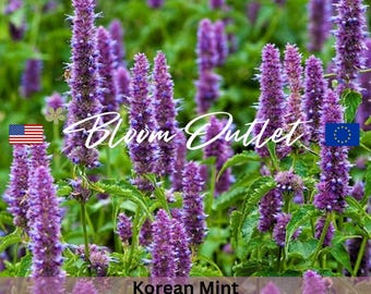 100 hisopo menta coreana * Espigas de flores malva de 2 a 4 pulgadas * Hojas con aroma a menta * Agastache rugosa * Comestible * Coreaminze * Semillas para plantar en el jardín * SH PLANO