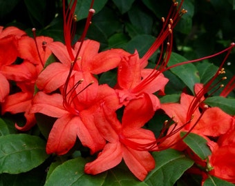 Plumleaf Azalea Plant Seeds, Rare Flowers Seeds, Native Pink Live Plants, Rhododendron Prunifolium Azalea Seeds Pack, Evergreen Shade Plants