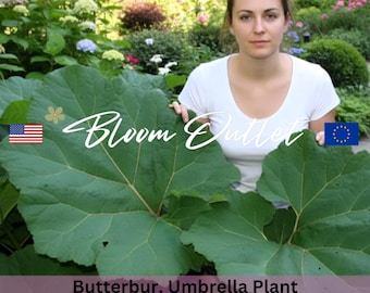 Semillas de petasita, planta paraguas, follaje gigante, perenne resistente, Petasites hybridus, 50 semillas de plantas de jardinería