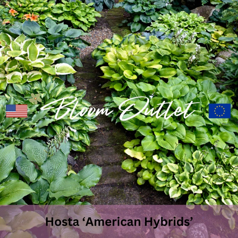 BloomOutlet Hosta American Hybrids Plantain Lily Seeds