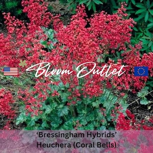 30/100/500 Bressingham Hybrids Coral Bells Planting Seeds*Heuchera sanguinea*Purpurglöckchen*Perennial Garden Flower Seeds*FLAT SHIP