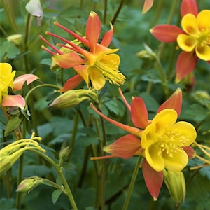 Columbine Seeds 25 TEQUILA SUNRISE Skinner&#39;s Columbine Garden Seeds*Orange/Coral/Yellow Flowers*1.5-2 in. long spurs*Aquilegia skinneri