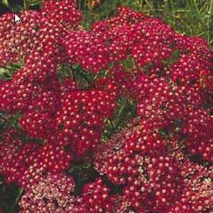 200 Cerise Queen Red Yarrow Planting Seeds*Milfoil*Perennial Garden Flower Seeds*Achillea millefolium*Saatgut*FLAT RATE SHIPPING Worldwide