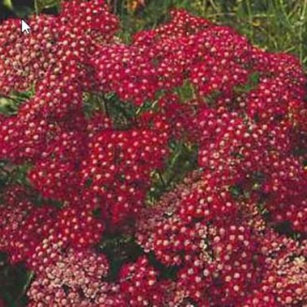 200 Cerise Queen Red Yarrow Planting Seeds*Milfoil*Perennial Garden Flower Seeds*Achillea millefolium*Saatgut*FLAT RATE SHIPPING Worldwide