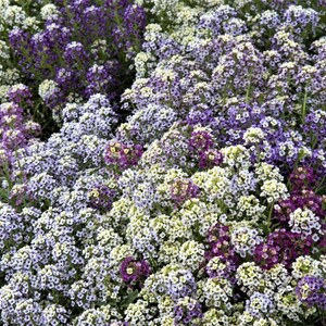 Può includere: Un campo di fiori viola, bianchi e viola chiaro. I fiori sono in fiore e crescono in un giardino.