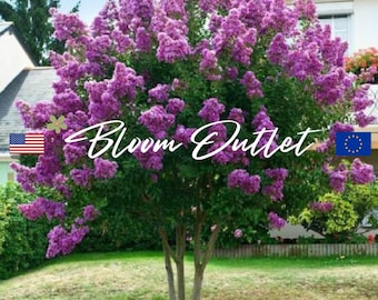 Queen Crape Myrtle Lagerstroemia Indica Flower Planting Seeds (50/200), Pride of India Flowering Tree Plants Seeds, Tropical Trees