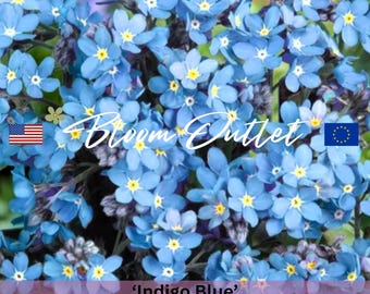 Semillas de nomeolvides – Myosotis Indigo Blue / Flor silvestre perenne tradicional / Flor de jardín que atrae polinizadores