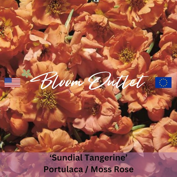 50 Moss Rose Seeds SUNDIAL TANGERINE Flower Garden Seeds Portulaca Rock  Gardens Groundcover Drought & Heat Tolerant Plants - Etsy