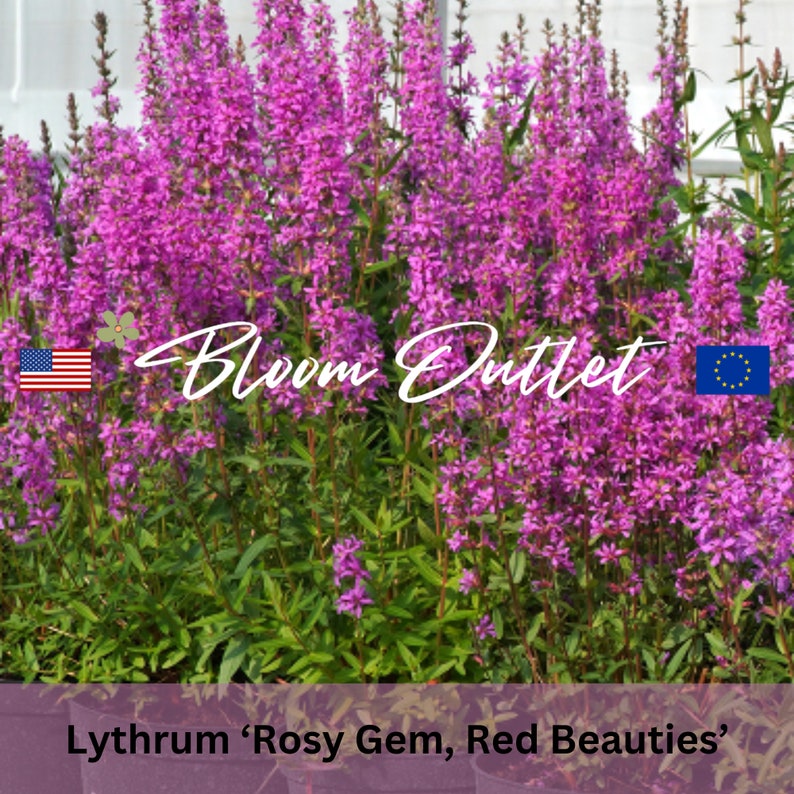 500 Lythrum Purple Loosestrife Rosy Gem Red Beauties Semi di giardinaggioFiori rosa rossastroLythrum salicariaPianta perenne a bassa manutenzione immagine 2