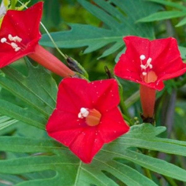 Cardinal Climber Vine Seeds Etsy