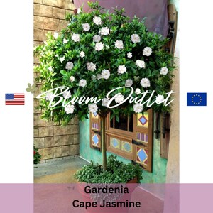 Puede incluir: Una planta de Gardenia Cape Jasmine blanca en una maceta marr&oacute;n con follaje verde y flores blancas. La planta est&aacute; frente a una pared de ladrillo y una ventana colorida.