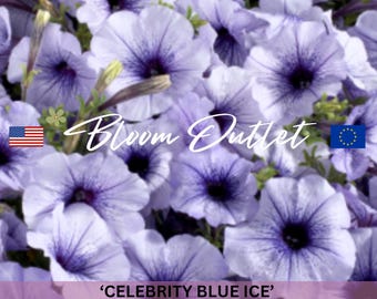 50 Celebrity Blue Ice*Petunia hybrida Flower Seeds*Extremely Rain Tolerant*Petunien*Easy to Grow*Blumensamen*FLAT RATE SHIPPING Worldwide
