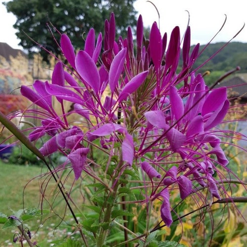 105/500 Cleome Violet Queen Spider Flower Seeds*5-6 in Fragrant Flowers*Spider Plant*Aromatic leaves*Cleome hassleriana/spinosa Garden Seeds