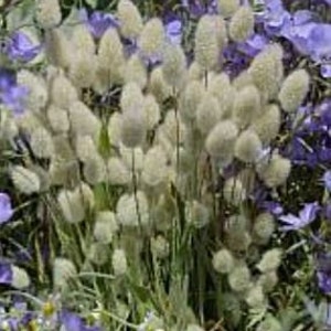 100 Bunny Tails Ornamental Grass Seeds *Hare's Tail* Self Seeds*Cut/Dried flowers*Can be Dyed for Crafts*Lagurus ovatus Annual Garden Seeds*