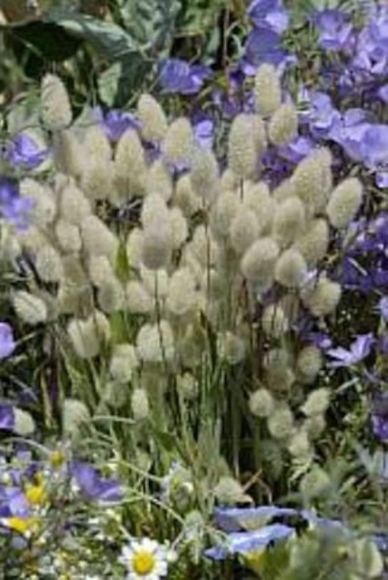 100 Bunny Tails Ornamental Grass Seeds *Hare's Tail* Self Seeds*Cut/Dried flowers*Can be Dyed for Crafts*Lagurus ovatus Annual Garden Seeds*