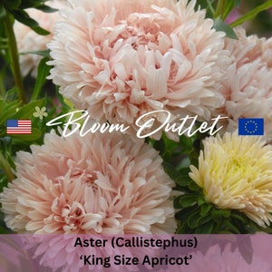 Puede incluir: Primer plano de flores de Aster (Callistephus) 'King Size Apricot' de color rosa y blanco. Las flores tienen un aspecto esponjoso, como pompones. Bloom Outlet está escrito en cursiva blanca sobre un fondo rosa.
