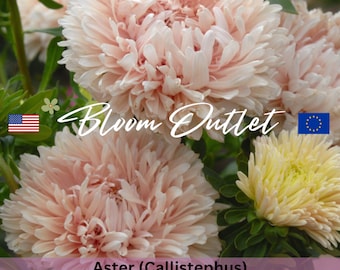 Aster Seeds KING SIZE APRICOT, Large Light Orange-Yellow Flowers, Perfect for Cutting Gardens, Callistephus, Easy to Grow Plants