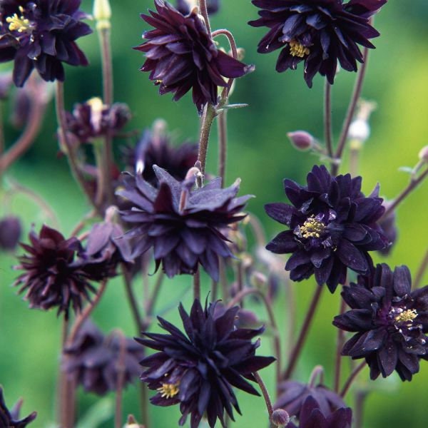 50 Columbine Black Barlow*Granny's Bonnet*Double pompom 2 in. flowers*Aquilegia vulgaris*Perennial Garden Seeds*Gefüllte Akelei*FLAT SHIP