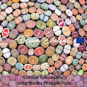 Lithops Species Mix Samen - Lebende Steine, Kieselpflanze - Einzigartige Sukkulenten Samen, Über 300 Living Rock Arten! Zimmerpflanze, Zimmerpflanze