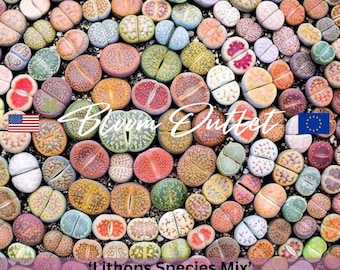 Lithops Species Mix Samen - Lebende Steine, Kieselpflanze - Einzigartige Sukkulenten Samen, Über 300 Living Rock Arten! Zimmerpflanze, Zimmerpflanze