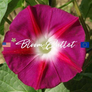 May include: A vibrant pink and white morning glory flower with red stripes. The flower is in full bloom and has a white center. The flower is surrounded by green leaves.