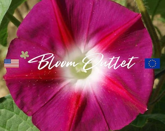 20/50/200 Morning Glory Scarlet O'Hara Vine Seeds*Ipomoea nil*AAS Winner*Rich Red Flowers 4-5 in (10-15cm) w/ White Throat*Groundcover Plant