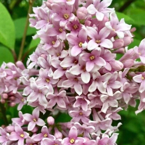 25/100 Hungarian Lilac Garden Shrub Seeds*Lady Josika's Lilac Syringa josikaea Flower Seeds