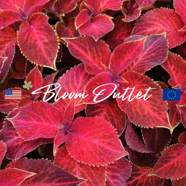 50 Coleus Wizard Velvet Red Garden Seeds*Houseplants*Indoor/Outdoor Flowers*Shade Gardens*Container Planting*Low Maintenance*Solenostemon