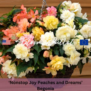 Begonia Seeds - Nonstop Joy Peaches and Dreams, Flower Seeds, Seeds for Gardening, Shade Plant, Pots Container Plant Seeds