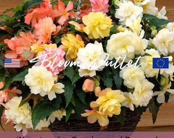 Begonia Seeds - Nonstop Joy Peaches and Dreams, Flower Seeds, Seeds for Gardening, Shade Plant, Pots Container Plant Seeds