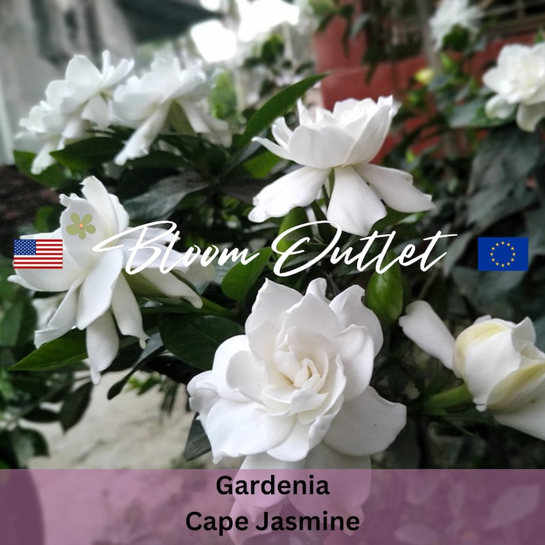 Puede incluir: Primer plano de una flor de gardenia blanca, tambi&eacute;n conocida como jazm&iacute;n de Cabo, con hojas verdes. La imagen tiene el texto "Bloom Outlet" y las banderas de los Estados Unidos y la Uni&oacute;n Europea.