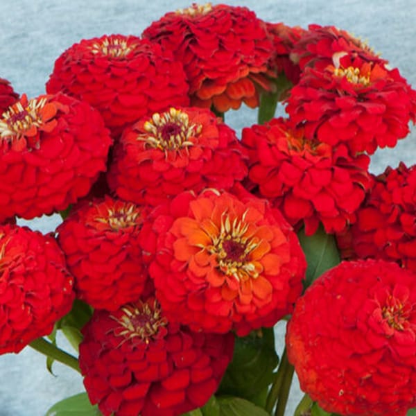 50 Zinnia Seeds Oklahoma Scarlet Flower Garden Planting Seeds Cut Flowers Double to Semi-Double Blooms Zinniesamen