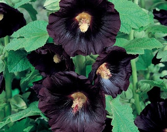 25/135/675 Alcea Black Hollyhock Seeds*Alcea rosea nigra*2-4 in (5-10cm) Flower*Deep Chocolate Maroon Perennial*Cottage Garden Plant*Althaea