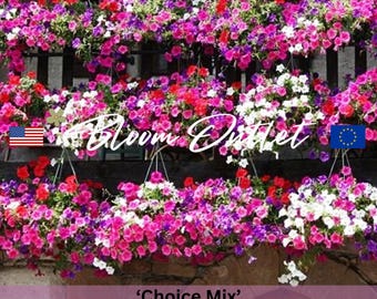 120/2000 semillas de mezcla de petunias para balcón*Variedad de crecimiento extendido*Rojo, blanco, rosa y lila*Semillas de flores anuales*Plantas de jardín