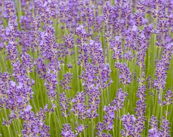 50 Engelse lavendelzaden Munstead * Geurige lavendelblauwe bloemen * Groenblijvende vaste plant * Cottage Gardens * Lavandula angustifolia * FLAT SHIP
