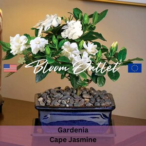 Puede incluir: Un bons&aacute;i de Gardenia Cape Jasmine blanco en una maceta de cer&aacute;mica azul con piedras negras. La planta tiene varias flores blancas y hojas verdes. La maceta est&aacute; sobre una mesa de madera. El texto "Bloom Outlet" est&aacute; escrito en cursiva en la imagen.