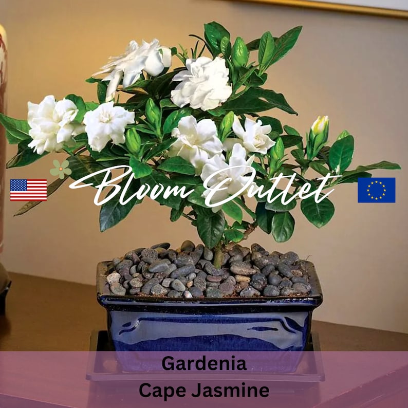 Puede incluir: Un bons&aacute;i de Gardenia Cape Jasmine blanco en una maceta de cer&aacute;mica azul con piedras negras. La planta tiene varias flores blancas y hojas verdes. La maceta est&aacute; sobre una mesa de madera. El texto "Bloom Outlet" est&aacute; escrito en cursiva en la imagen.