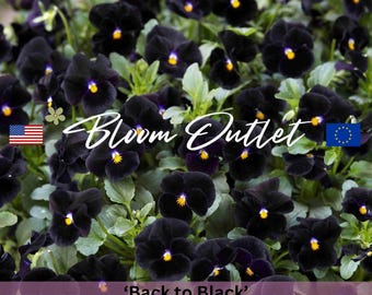 Viola Seeds – Back to Black Horned Violet, True Black Flowers, Easy to Grow, Perfect for Garden & Containers, Seeds for Planting
