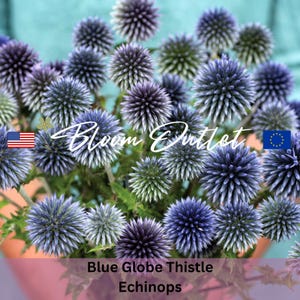 Può includere: Un mazzo di cardi blu, noti anche come Echinops, con una tonalità blu-verde. I fiori sono rotondi e spinosi, con una texture delicata. I fiori sono disposti in un vaso, con uno sfondo rosa.