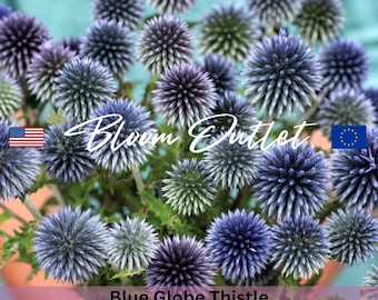 Semillas de cardo azul (Echinops ritro), flores azules únicas, tolerante a la sequía, ideal para jardines de plantas perennes y atrae a los polinizadores.