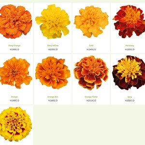 May include: Nine different varieties of marigold flowers, each with a unique color combination. The flowers are arranged in a grid pattern, with the names and codes of each variety listed below.
