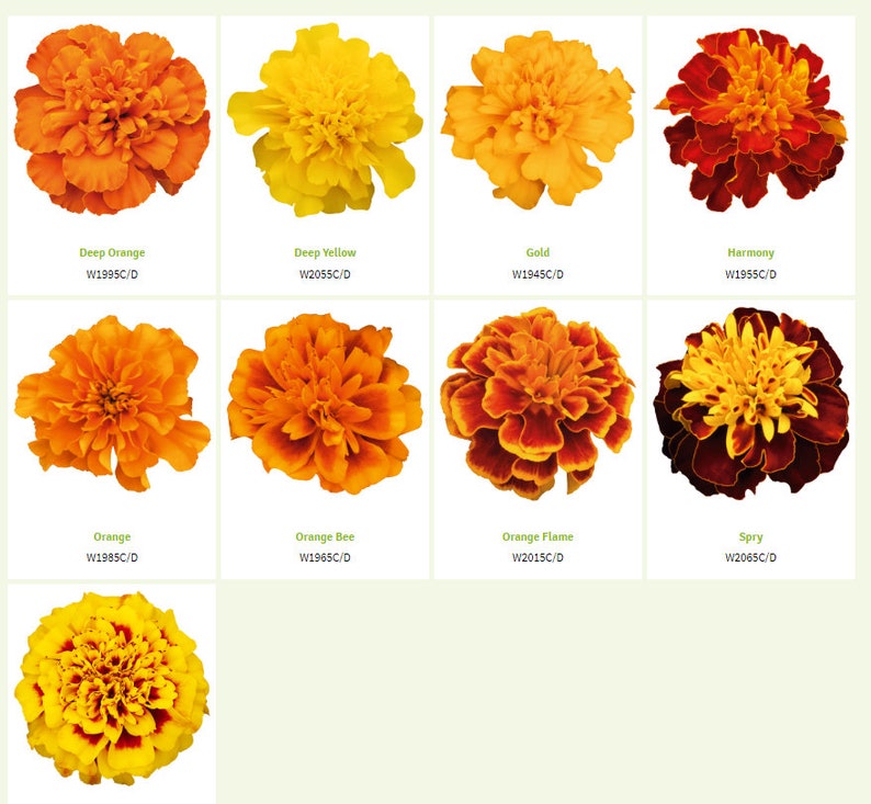 May include: Nine different varieties of marigold flowers, each with a unique color combination. The flowers are arranged in a grid pattern, with the names and codes of each variety listed below.