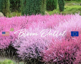 Bruyère écossaise 100/600 * Calluna vulgaris * Schottische Heidekraut * Couvre-sol vivace spectaculaire * Plantations de masse * Graines de jardin * EXPÉDITION FIXE