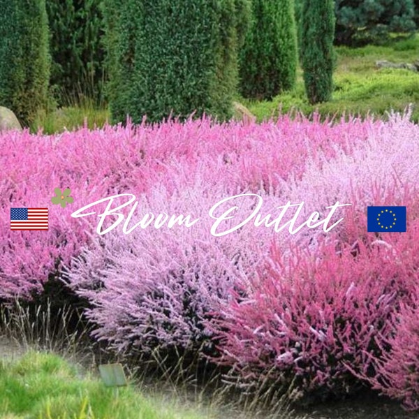 Bruyère écossaise 100/600 * Calluna vulgaris * Schottische Heidekraut * Couvre-sol vivace spectaculaire * Plantations de masse * Graines de jardin * EXPÉDITION FIXE