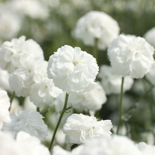 25/50/100 BeGreen Pelleted Marshmallow Yarrow Seeds*1st Yr Flowering*Masses of Double Flowers*Achillea ptarmica*White*Betrams-Garbe*Saatgut
