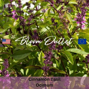 Cinnamon Basil Herb Seeds - Seeds Packets - Herbal Gardens - Heirloom Plant Seeds - Container Gardening - Ocimum