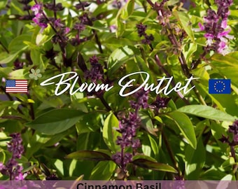 Semillas de albahaca y canela - Paquetes de semillas - Jardines de hierbas - Semillas de plantas tradicionales - Jardinería en macetas - Ocimum