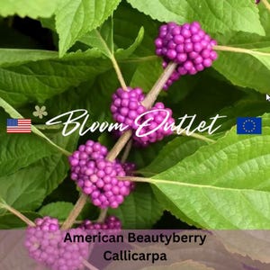 50 アメリカンビューティーベリーの植え付け種子*フレンチマルベリー*カリカルパアメリカーナガーデンフラワー低木種子*ラベンダーピンクの花*定額配送