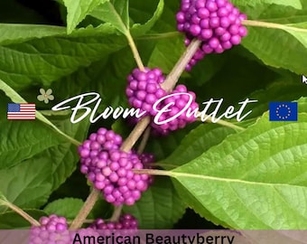 50 American Beautyberry Planting Seeds*French mulberry*Callicarpa americana Garden Flower Shrub Seeds*Lavender Pink Flowers*FLAT RATE SHIP