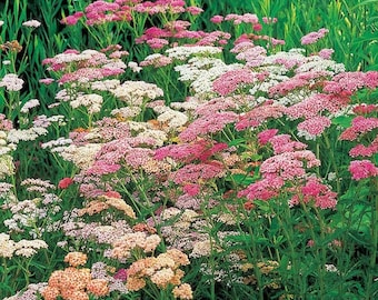 100 Colorado Yarrow Planting Seeds*Achillea millefolium*Mixed Colors*Garden Seeds*Milfoil*Garten-Schafgarbe*Saatgut*Samen*FLAT RATE SHIPPING